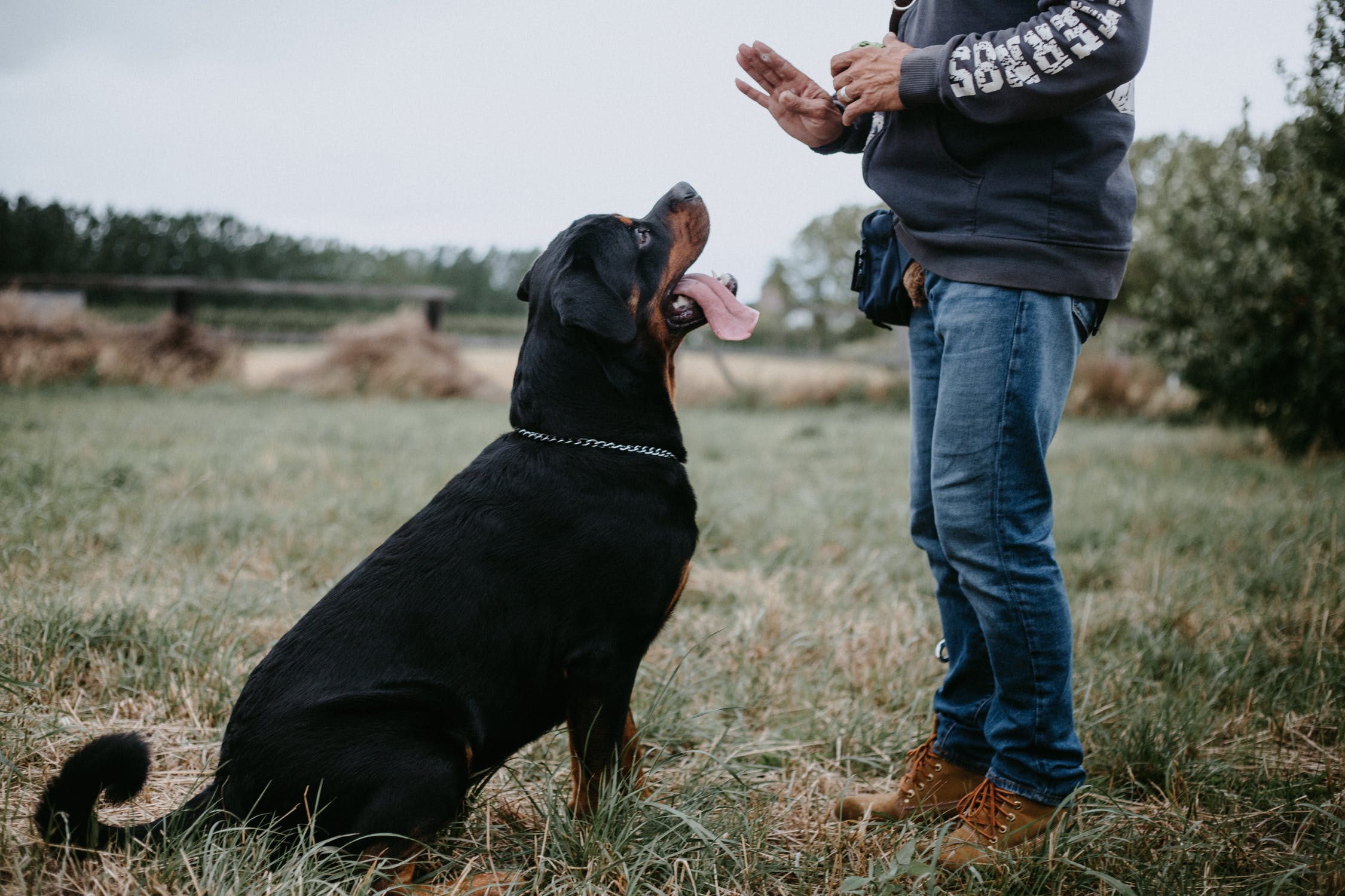 How To Train Your Dog