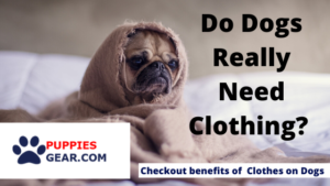 Do Dogs Really Need Clothing? Checkout benefits of Clothes on Dogs