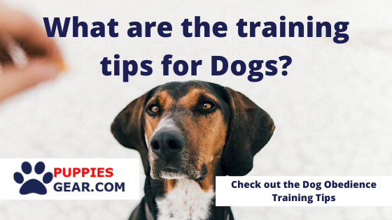 What are the Obedience Training Tips for Dogs?