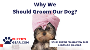 Why We Should Groom Our Dog_PuppiesGear