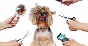 Why We Should Groom Our Dog? (Check out the reasons why!)