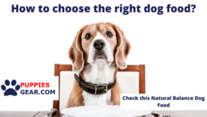 How to choose the right dog food?