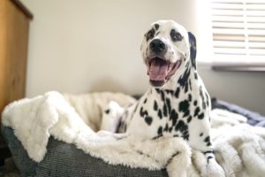 What are the types of Dog beds?
