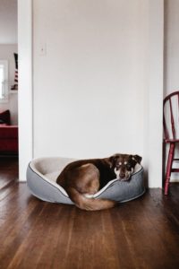 What are the types of Dog beds?
