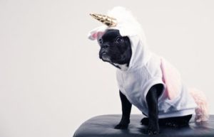 Why clothing is necessary on your small dog?