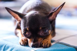 Why clothing is necessary on your small dog?