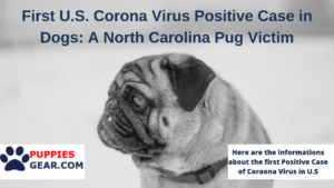 First U.S. Corona Virus Positive Case in Dogs_ A North Carolina Pug Victim_Puppies Gear