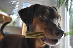 Understanding Dog Bite Behavior