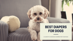 The Best Diapers for Dogs
