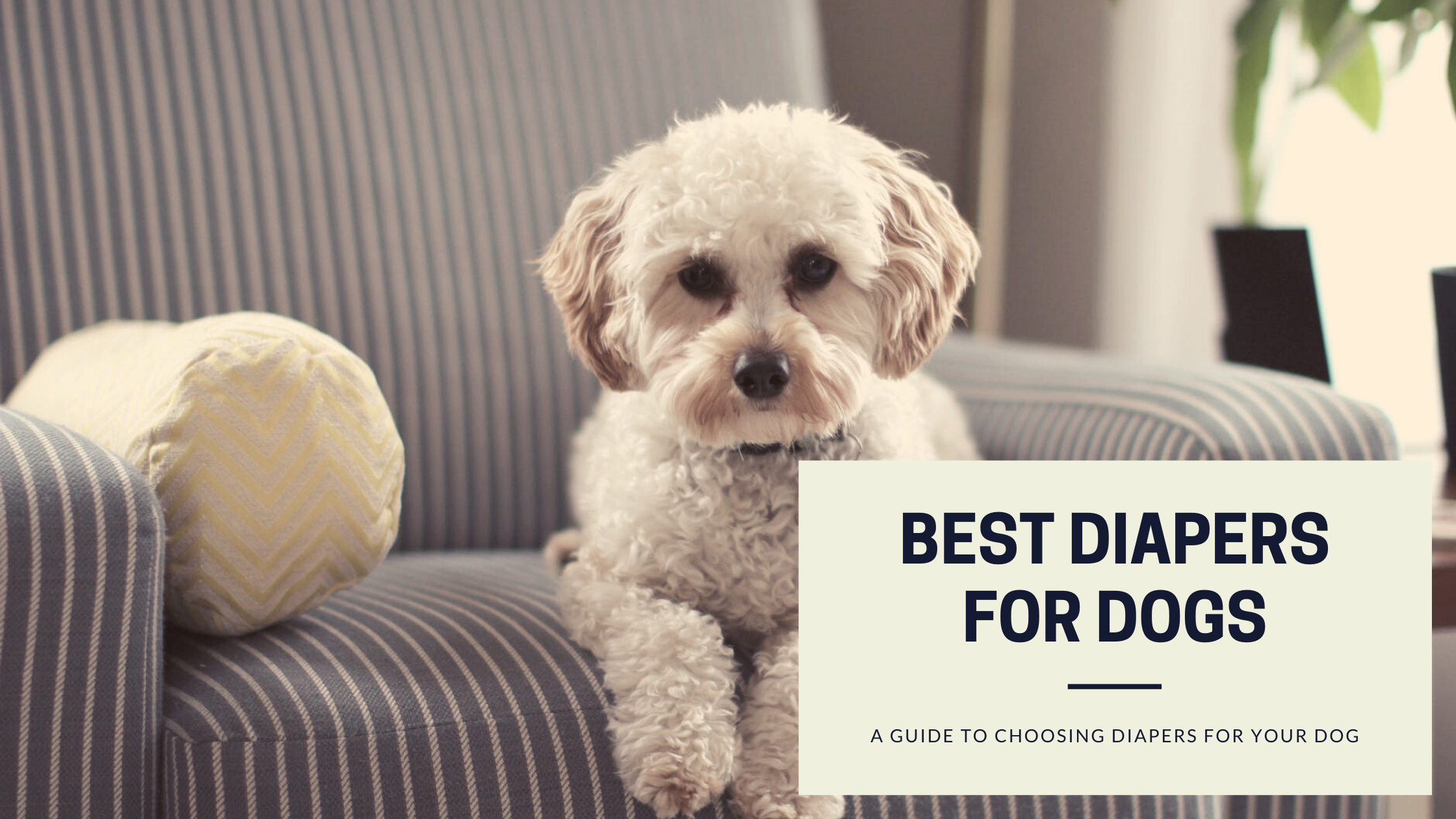 what are the best diapers for dogs