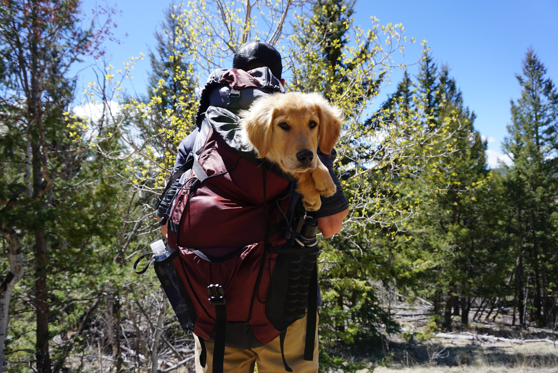 Buying Guide: How to Pick the Best Dog Carrier