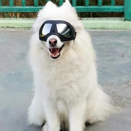 Windproof UV Protection Pet Goggles | Pet Accessories, Clothes, Harness Online