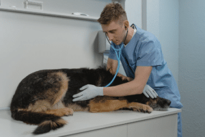 Schedule annual check-ups with your vet