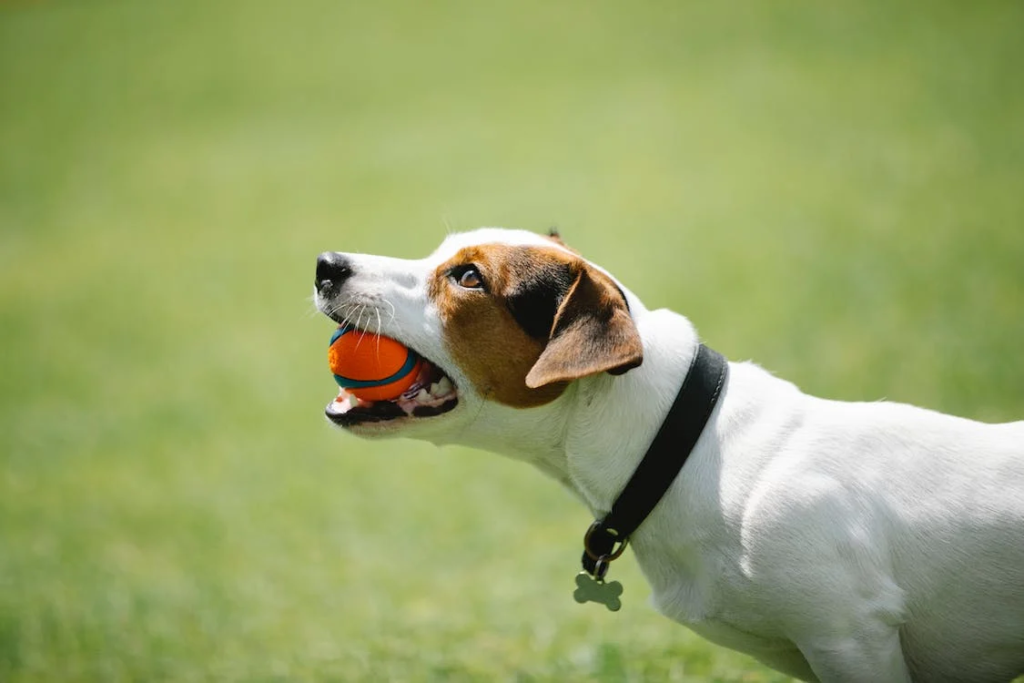 The benefits of regular exercise and mental stimulation for dogs