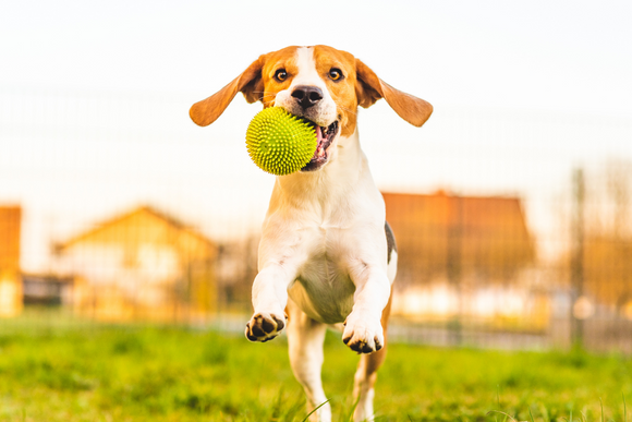 Fun activities and games for dogs