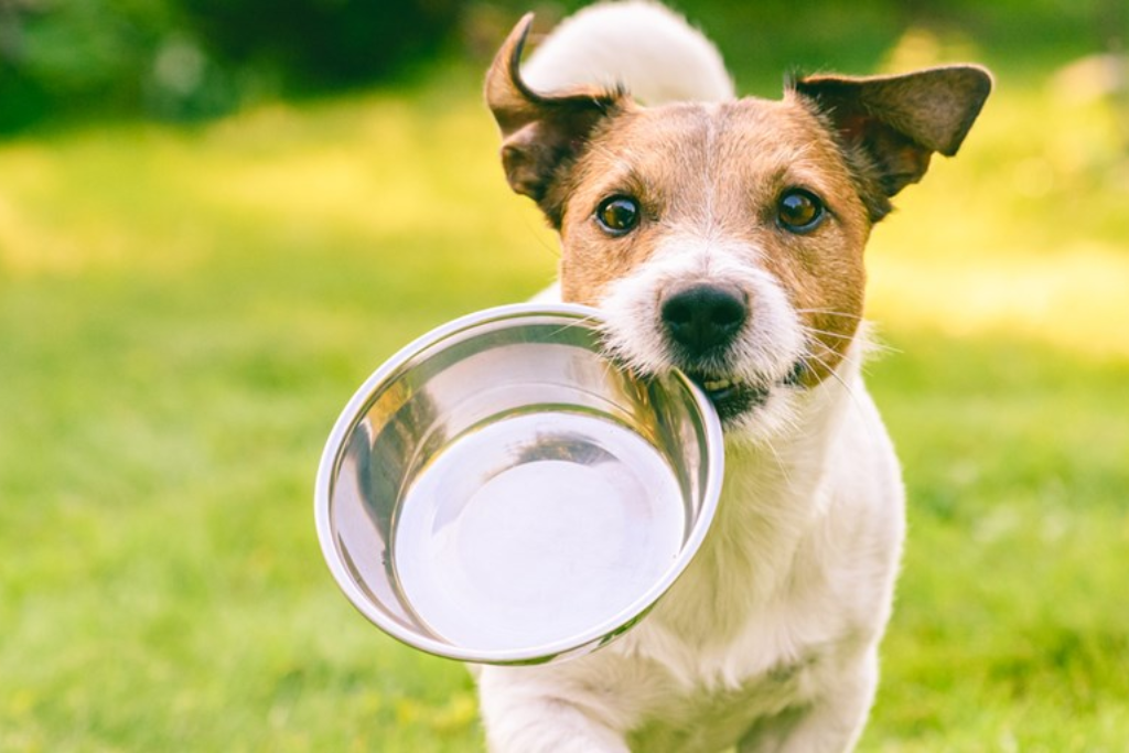 Copper in Dog Food: Why it's an Essential Mineral for Your Pet's Health?